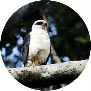 Black-faced hawk