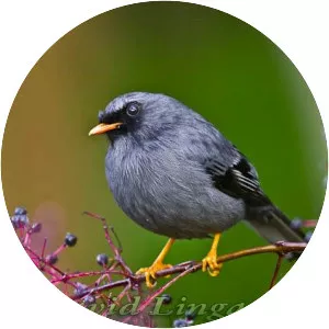 Black-faced solitaire