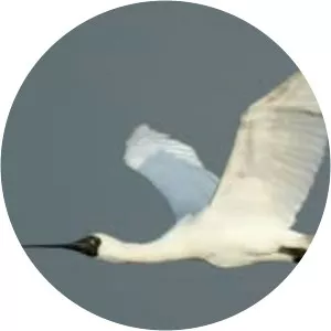 Black-faced spoonbill - Birds