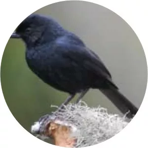 Black flowerpiercer - Bird