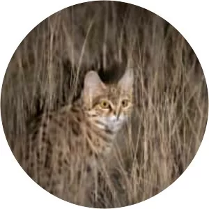Black-footed cat - Animal