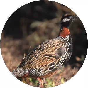Black francolin