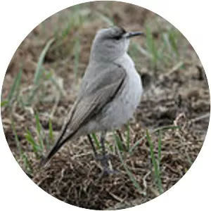 Black-fronted ground tyrant - Bird