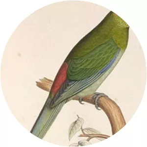 Black-fronted parakeet