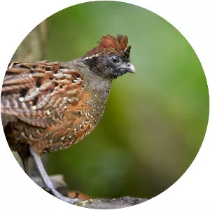 Black-fronted wood quail