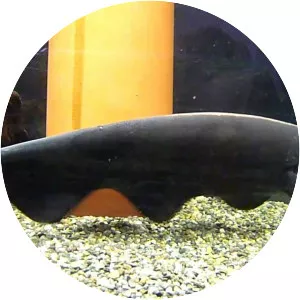 Black ghost knifefish