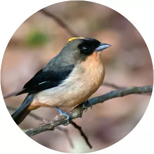 Black-goggled tanager - Bird