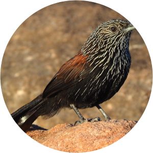 Black grasswren - Birds