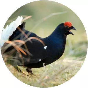 Black grouse