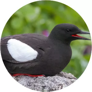 Black guillemot - Birds