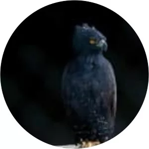 Black hawk-eagle - Birds