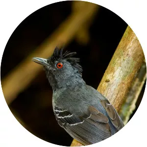 Black-headed antbird