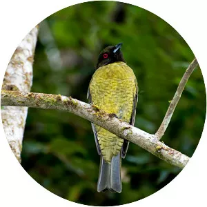 Black-headed berryeater