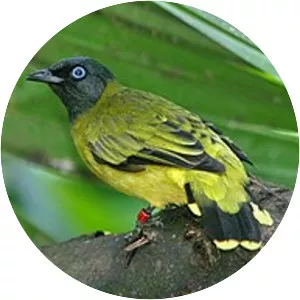 Black-headed bulbul
