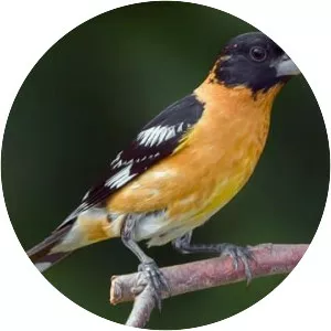Black-headed grosbeak photograph