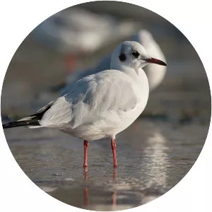 Black-headed gull