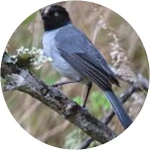 Black-headed hemispingus