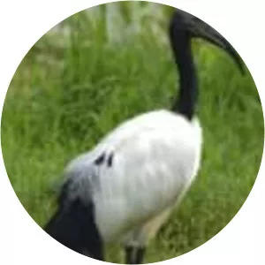 Black-headed ibis