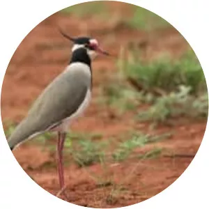 Black-headed lapwing