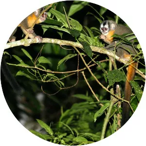 Black-headed night monkey