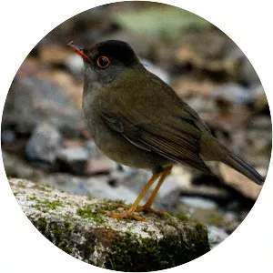 Black-headed nightingale-thrush