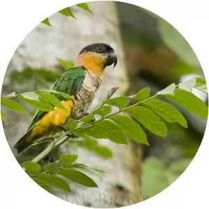 Black-headed parrot