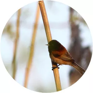 Black-headed penduline tit