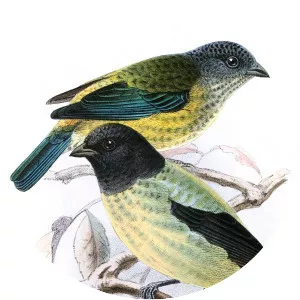 Black-headed tanager