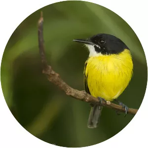 Black-headed tody-flycatcher