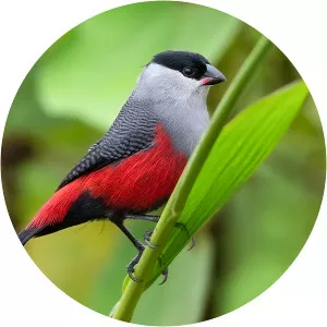 Black-headed waxbill - Birds