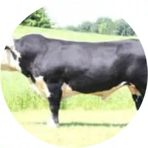 Black Hereford