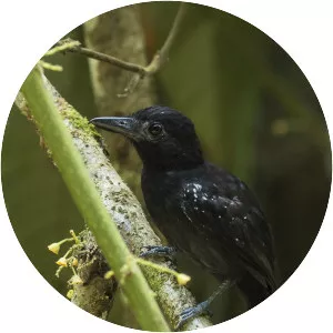 Black-hooded antshrike