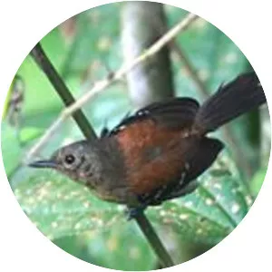 Black-hooded antwren