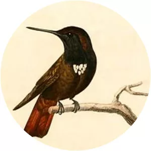 Black-hooded sunbeam