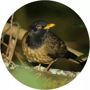 Black-hooded thrush - Bird