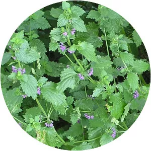 Black horehound