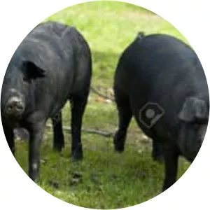 Black Iberian pig