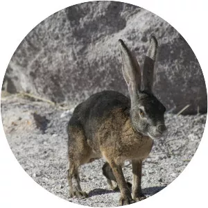 Black jackrabbit