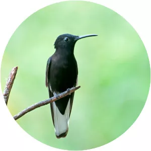 Black jacobin