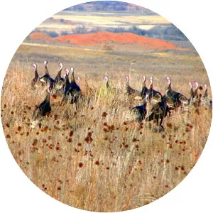 Black Kettle National Grasslands