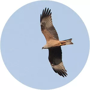 Black kite