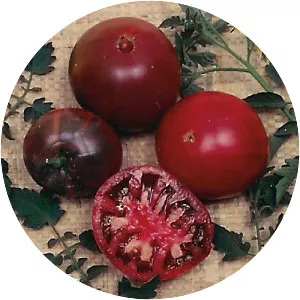 Black Krim (Siyah Kırım)