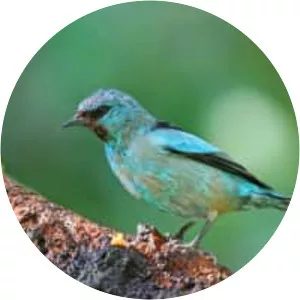 Black-legged dacnis - Bird