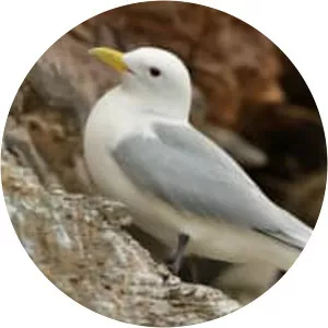 Black-legged kittiwake - Birds