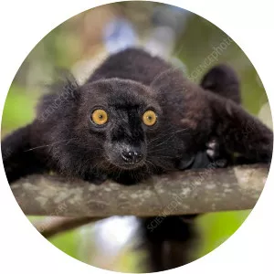 Black lemur