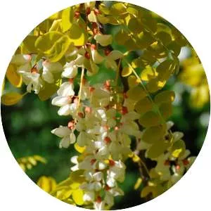 Black locust - Plants