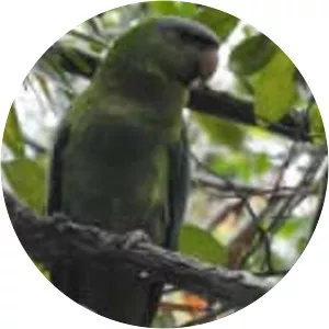 Black-lored parrot