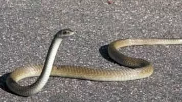 Black mamba - Snakes