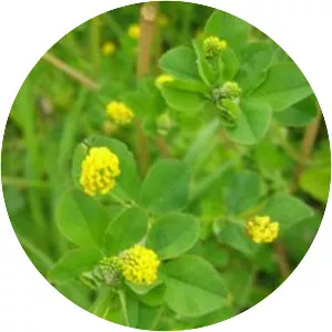 Black Medic - Plants