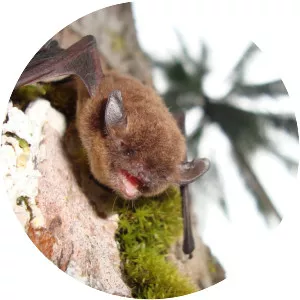 Black myotis